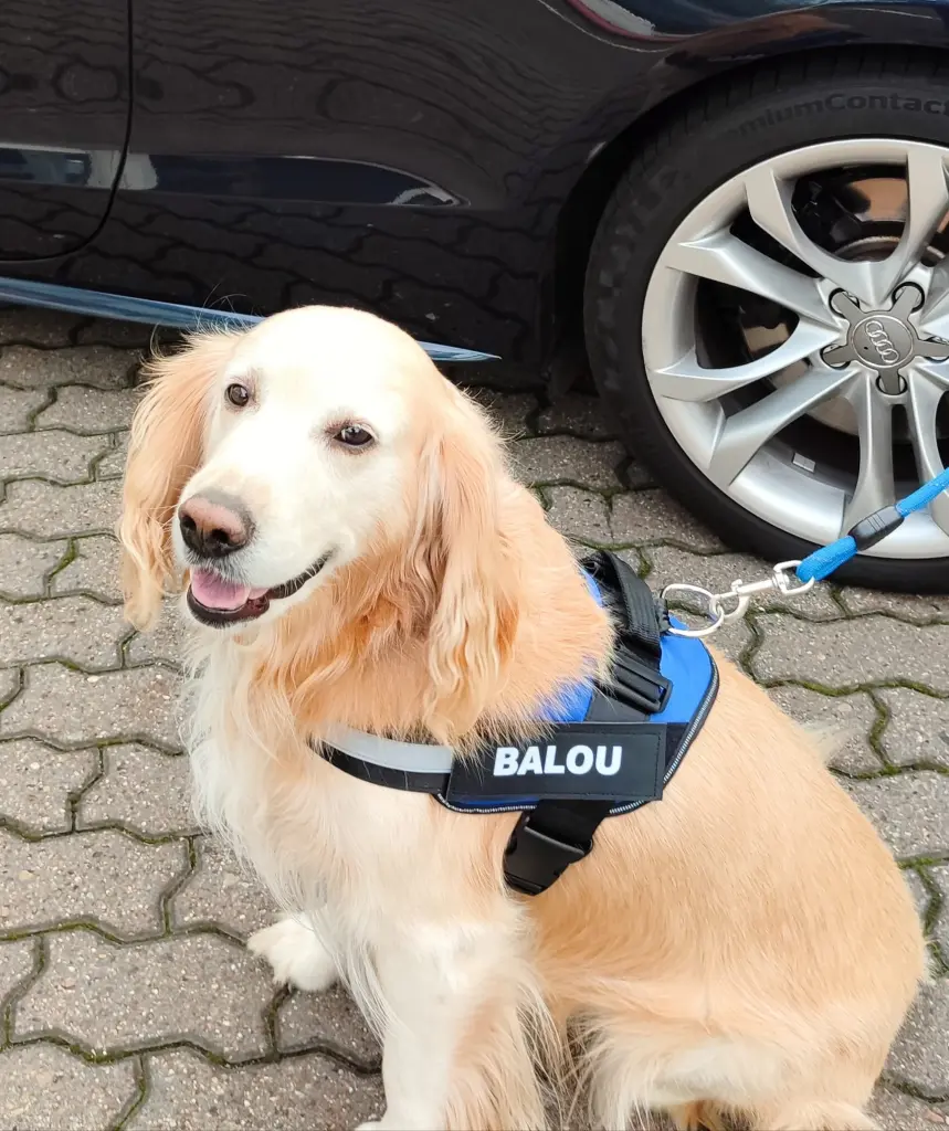 Image from Balou