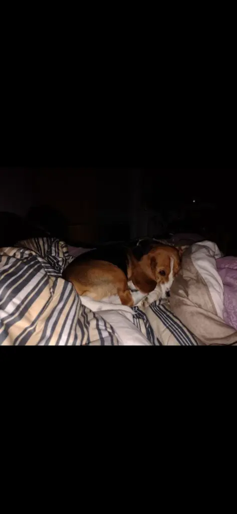Image from Sammy
