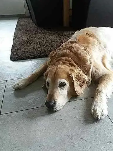 Condolence image of Micha mit Cäsar im Herzen