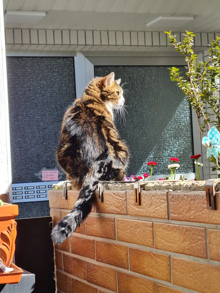 Image from Kitty