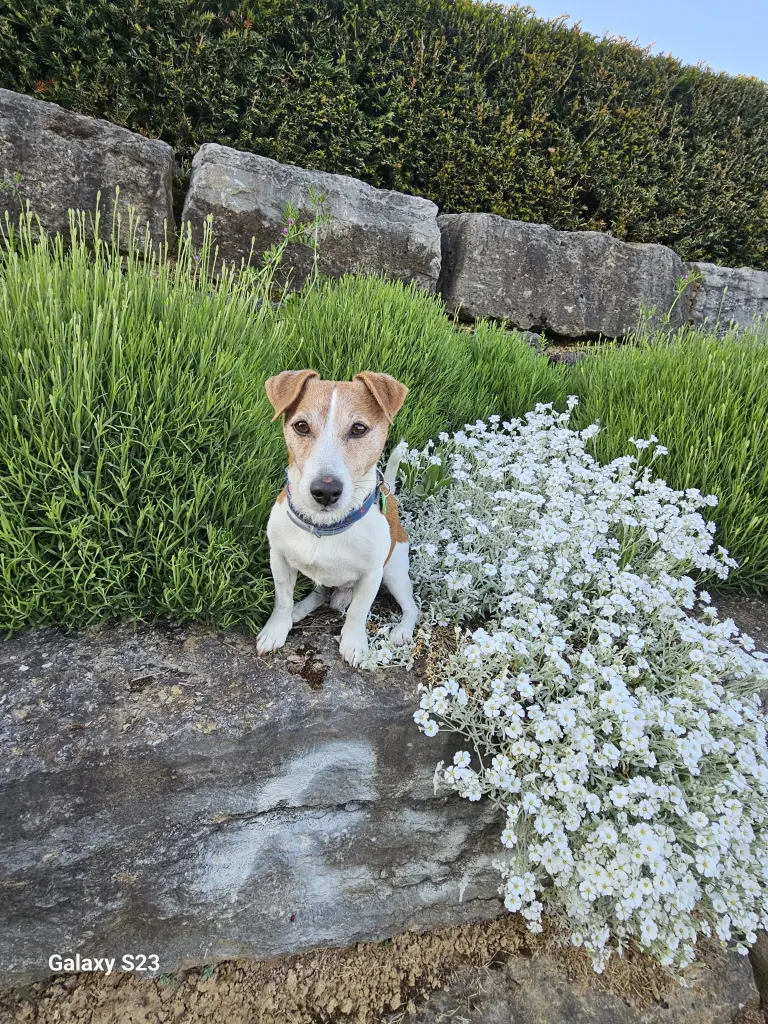 Image from Tayson