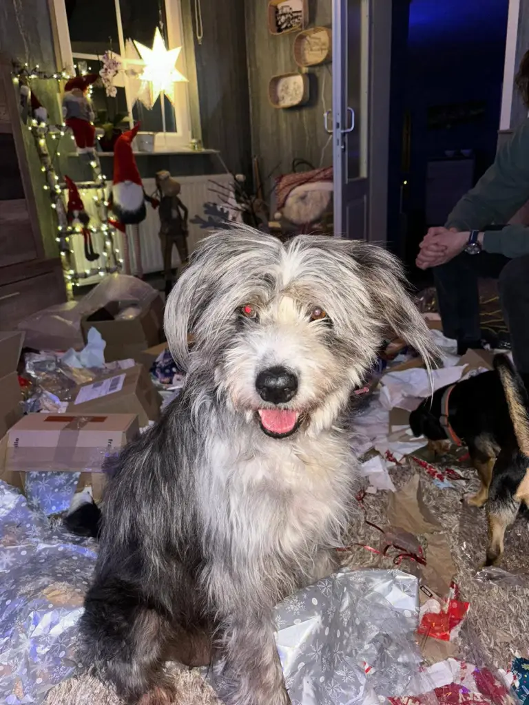 Du hast Weihnachten geliebt 🎁
