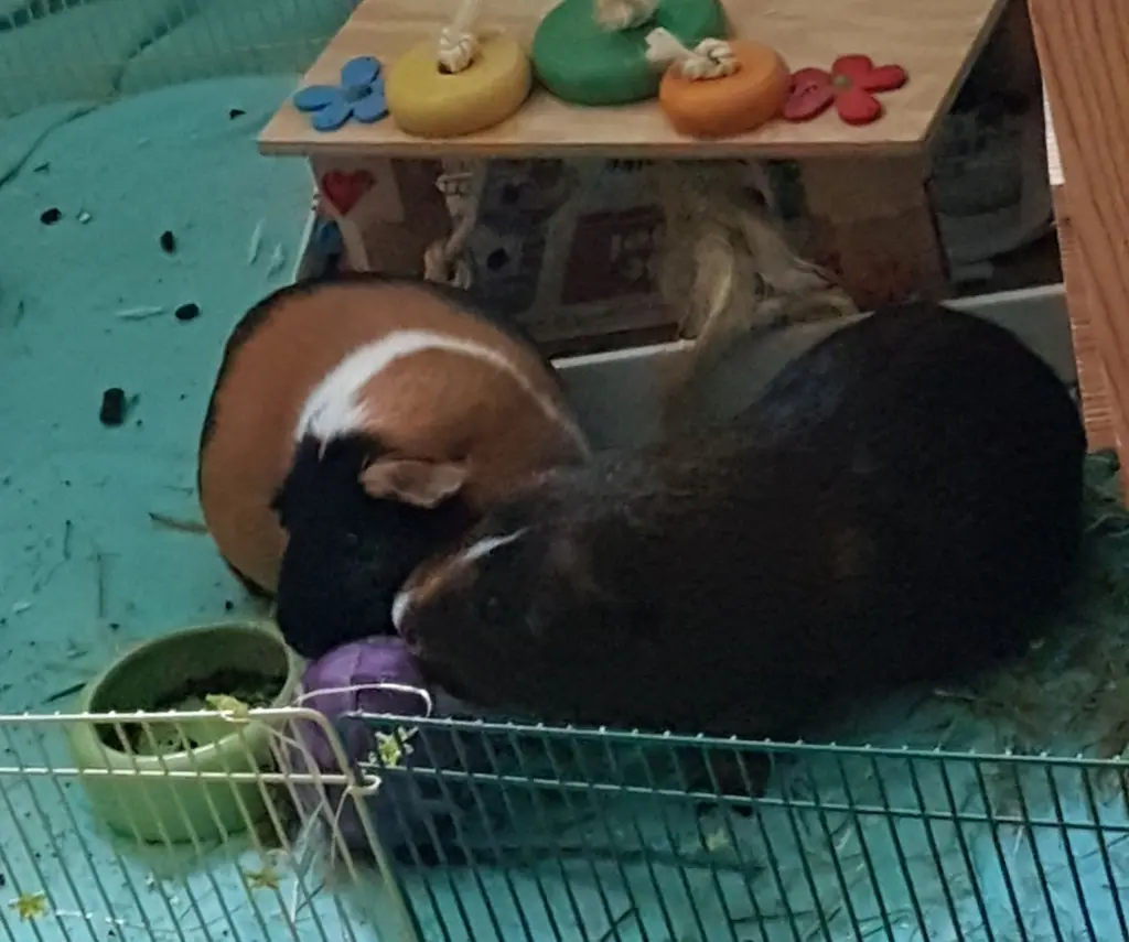Aton & Cosmo  (2018)