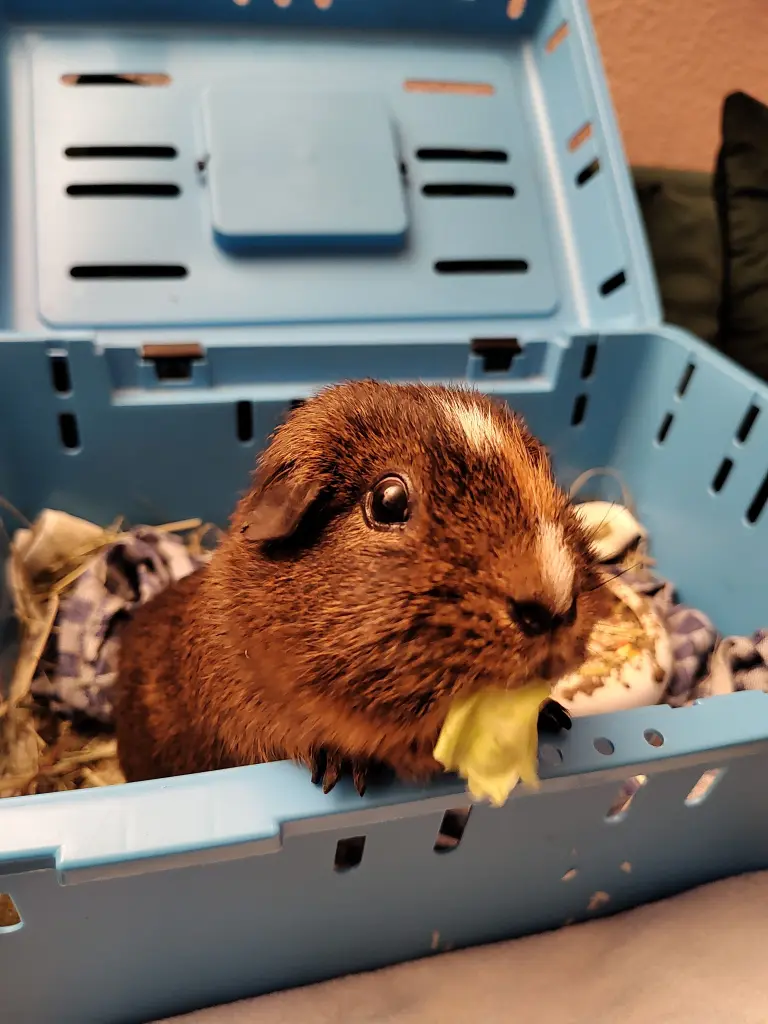 immer Fahrt zum Tierarzt
