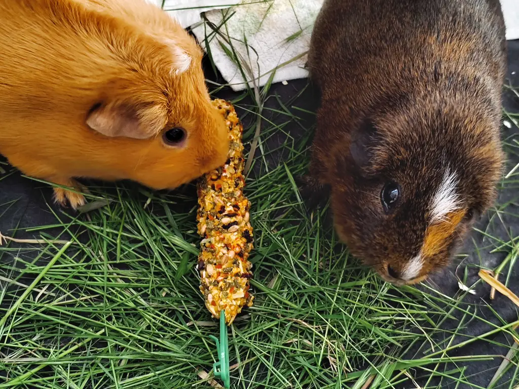 Sirius und Cosmo (2023)