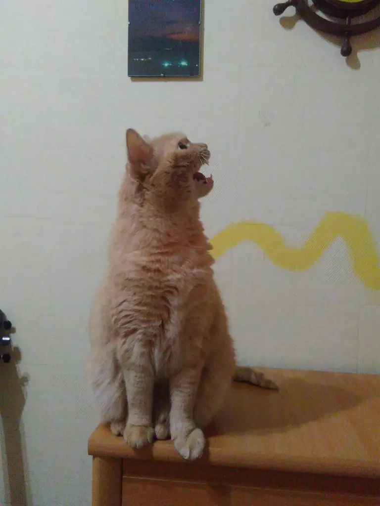 Image from Chucha (Чуча)