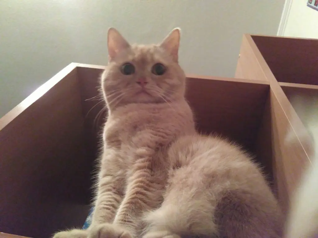 Image from Chucha (Чуча)