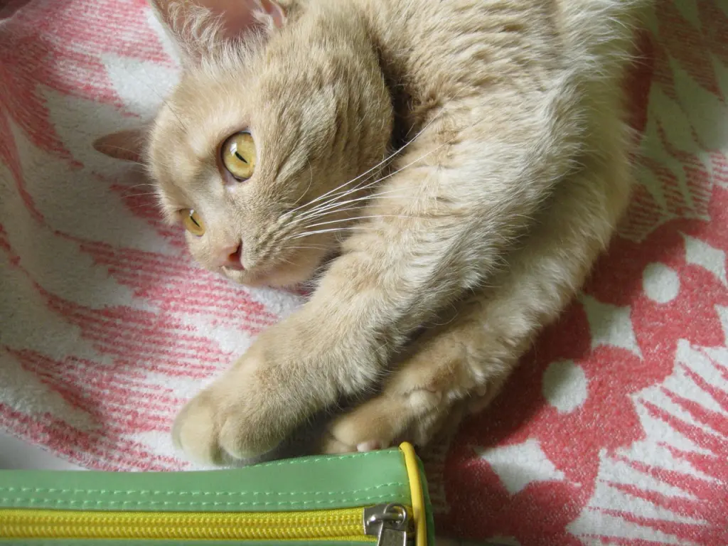 Image from Chucha (Чуча)