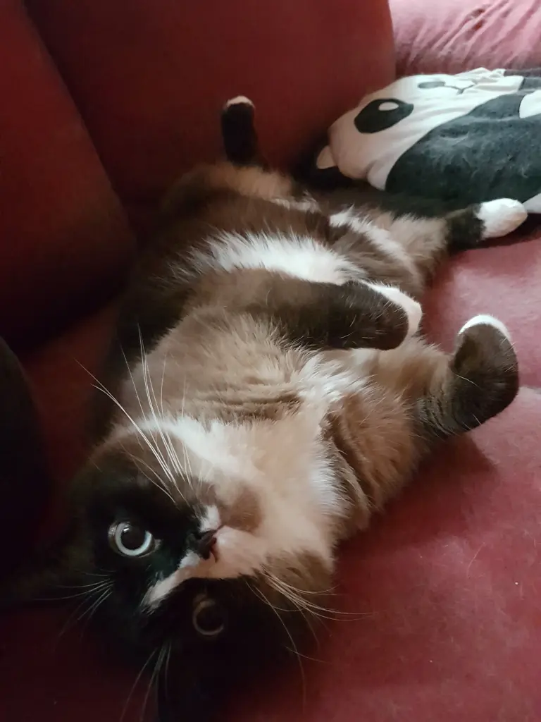 Pamuk liebte es gemütlich