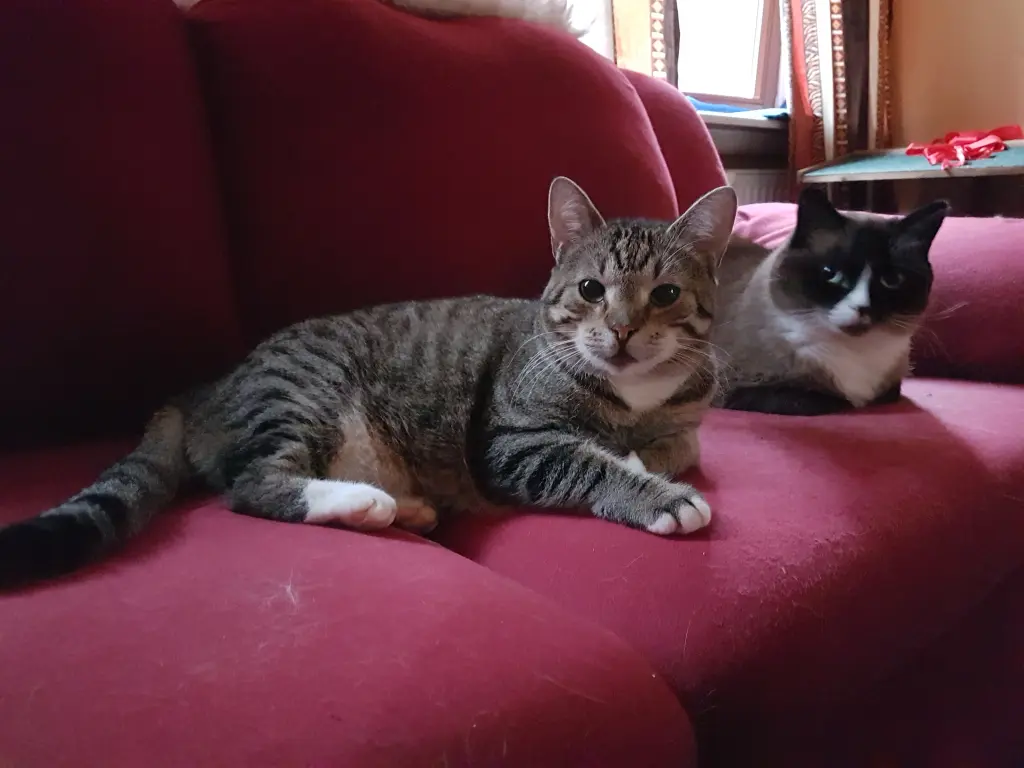 Lennie und Pamuk