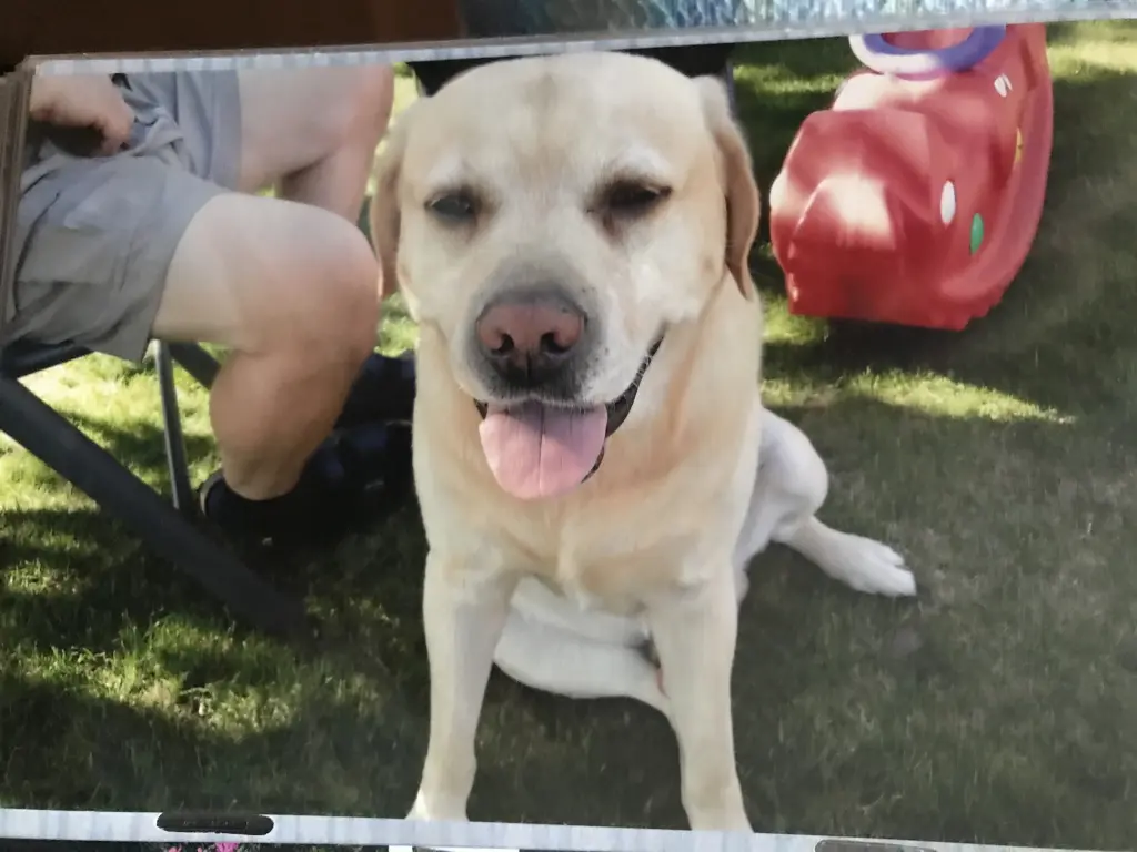Condolence image of Elzbieta mit Max im Herzen 
