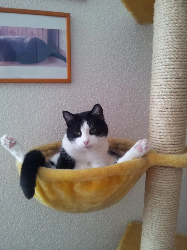 Condolence image of Ilse mit Fee und Minna im Herzen