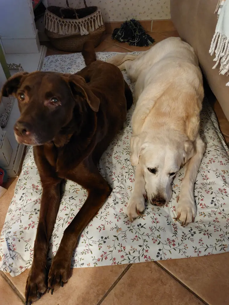 Ihr seid jetzt wieder zusammen ,Sam und Linus ,unsere Schätze .Wir lieben euch .