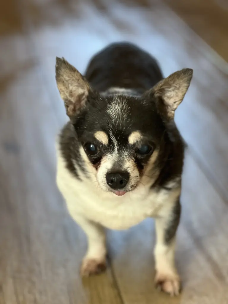 Image from Choco