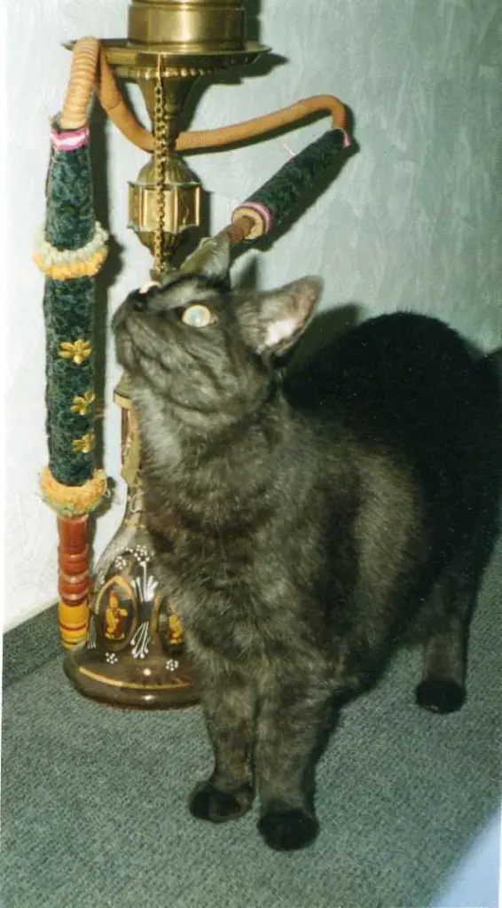 Condolence image of deiner Ilse