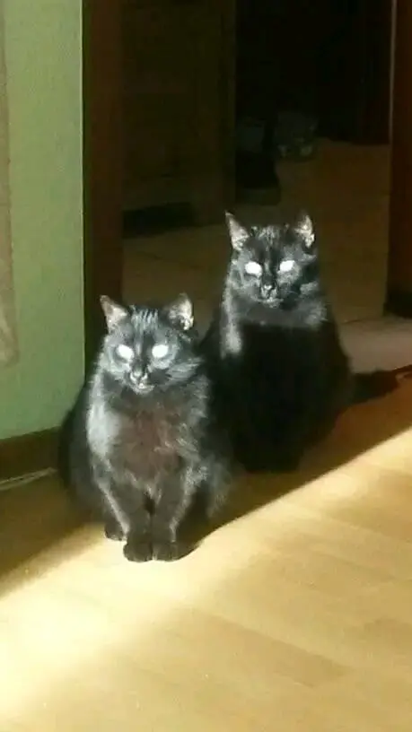 Image from Bär