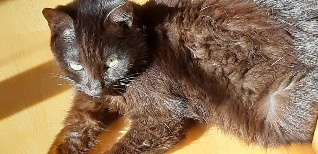 Den Namen Bär erhielt sie wegen ihrer kleinen Öhrchen...♡