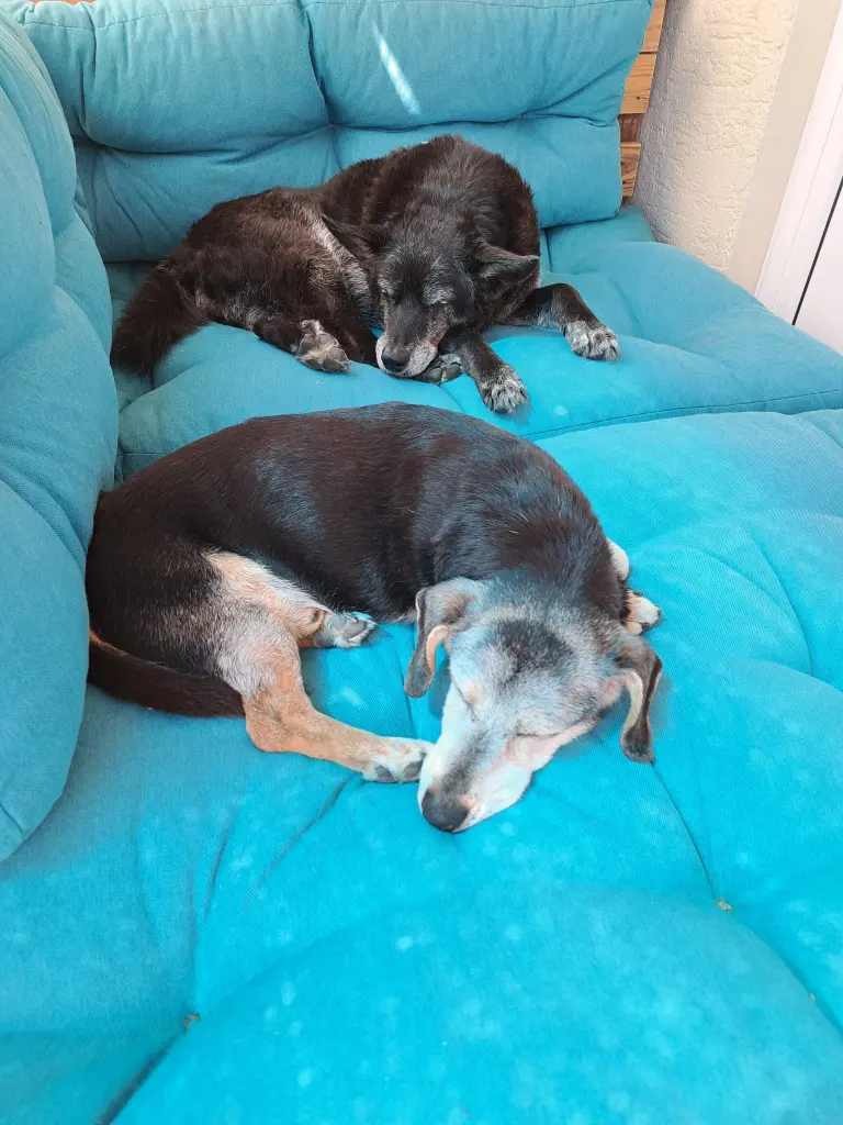 Birdy u. Lenny (verst. 17.05.24)
Auf ihrer Lieblingsecke auf dem Balkon