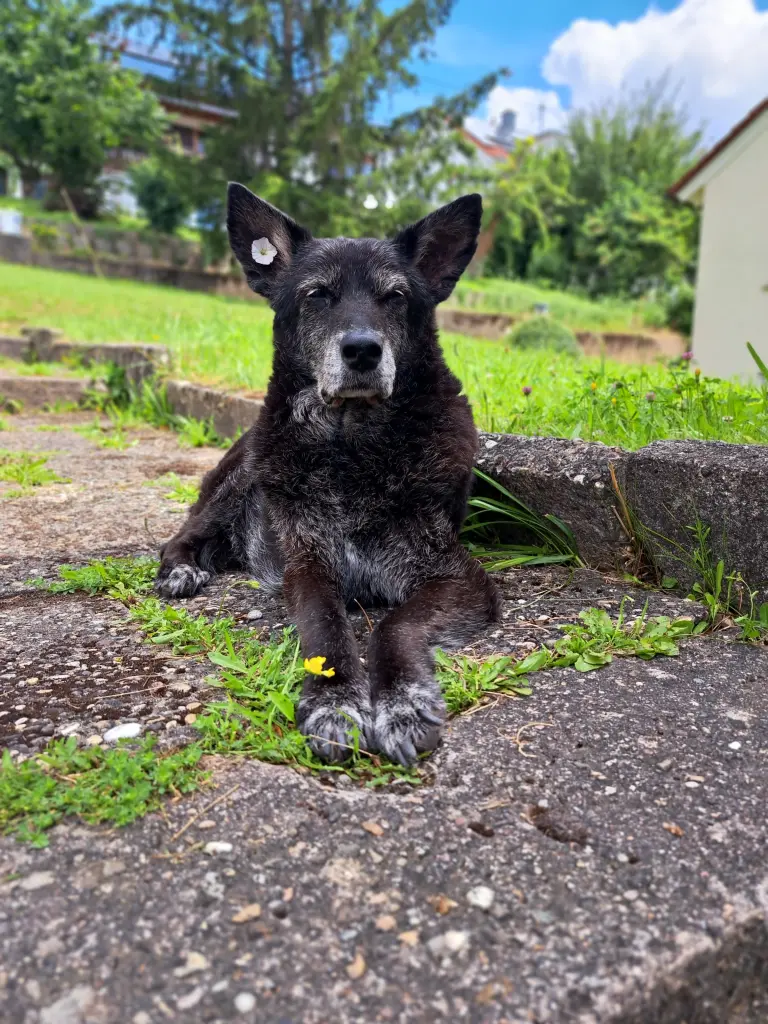 Birdy 2024 im heimischen Garten