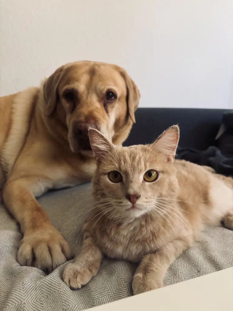 Andachtsbild von Denicr Becker-Abe