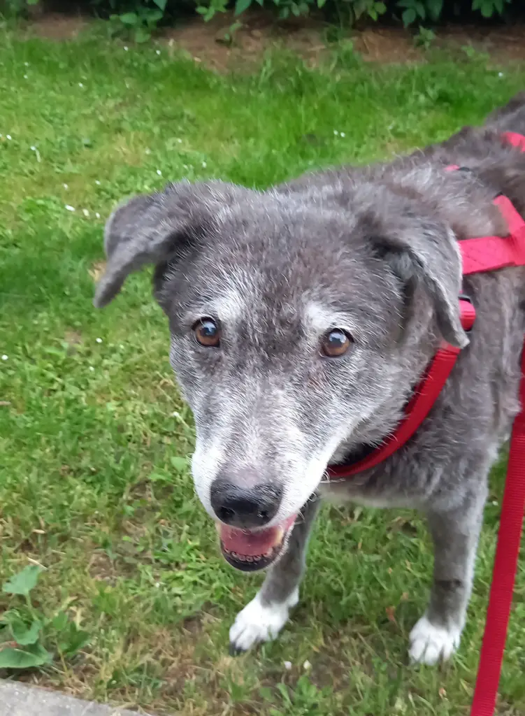 Andachtsbild von Annette