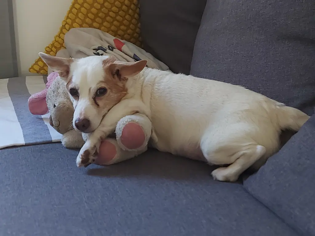 Deine geliebte Layla ist immer bei dir.