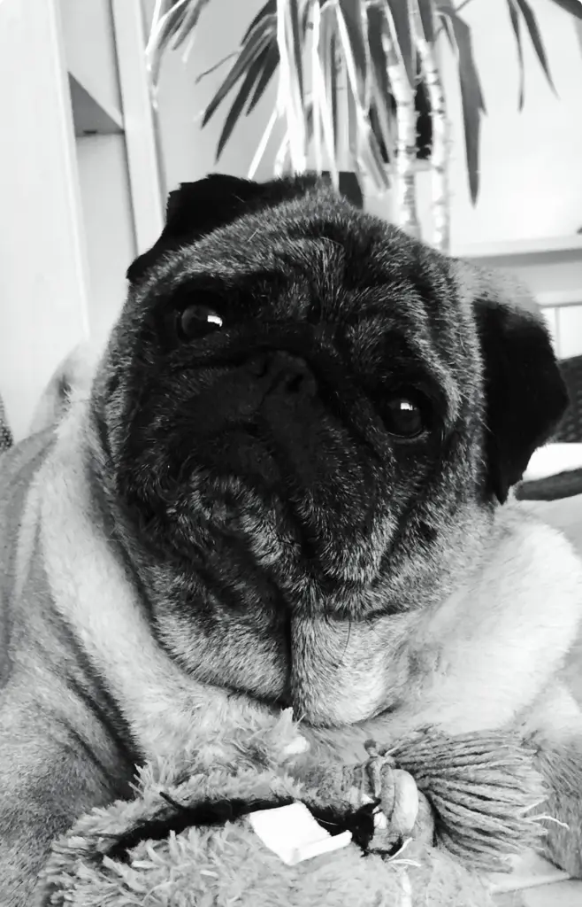 Image from Willy