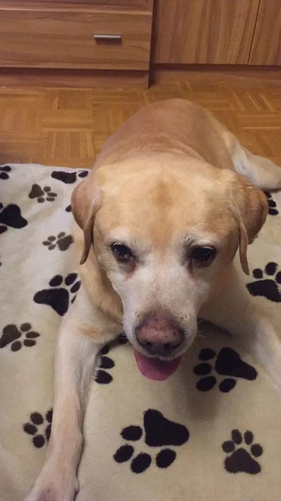 Condolence image of Elzbieta mit Max im Herzen 