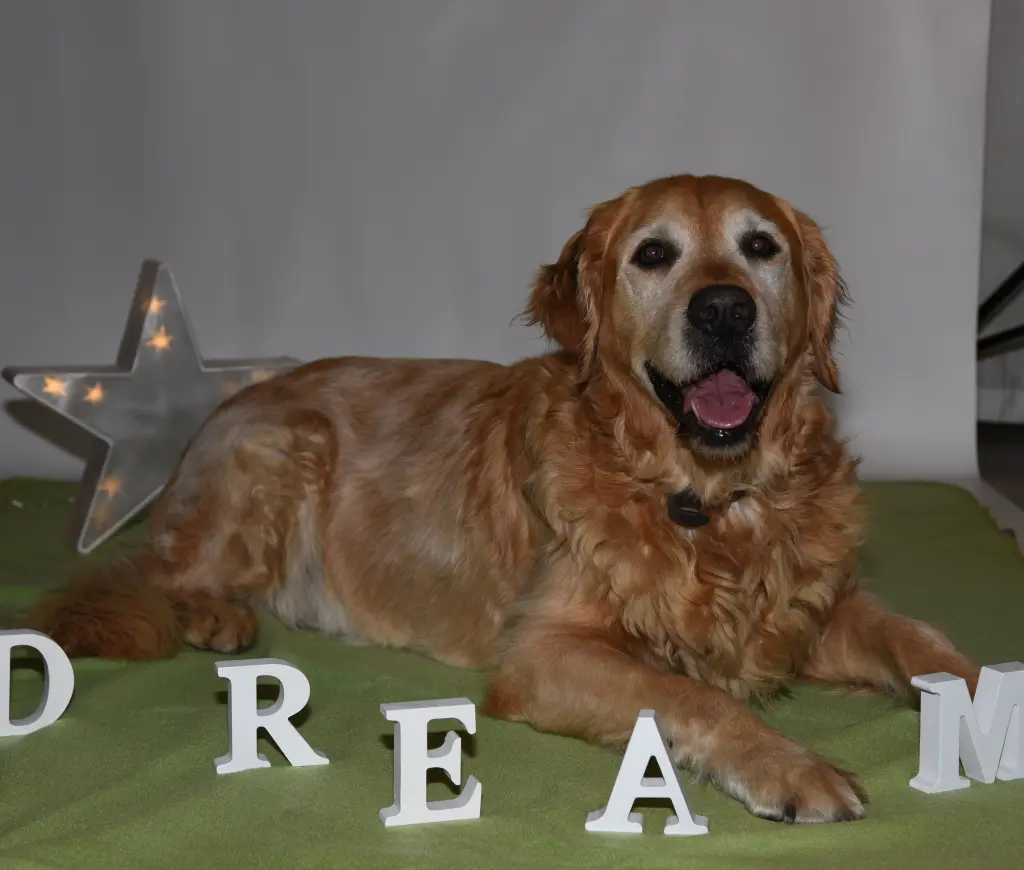 Condolence image of Micha mit Cäsar im Herzen