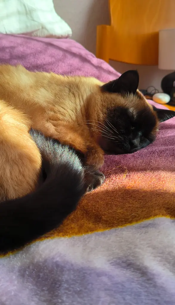 Sonja schläft in meinem Bett.