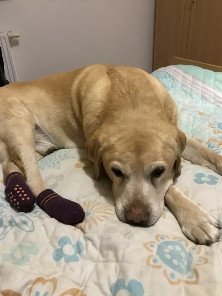 Condolence image of Elzbieta mit Max im Herzen 