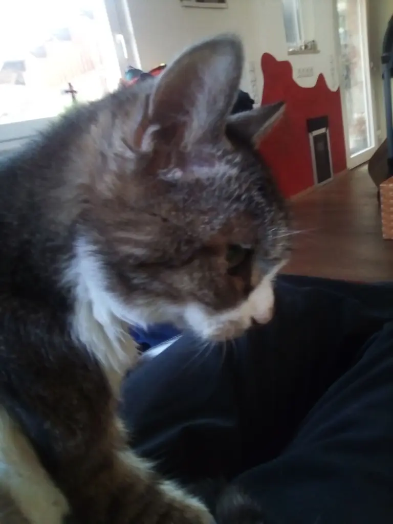 Image from (Miss) Sophie