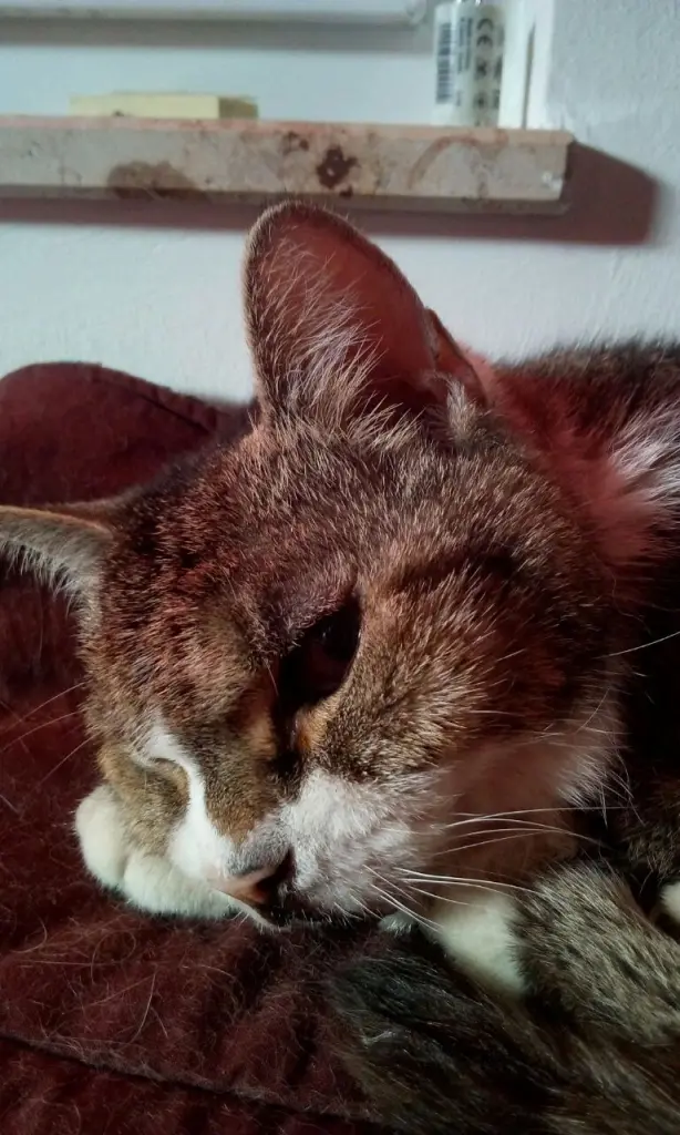 Image from (Miss) Sophie