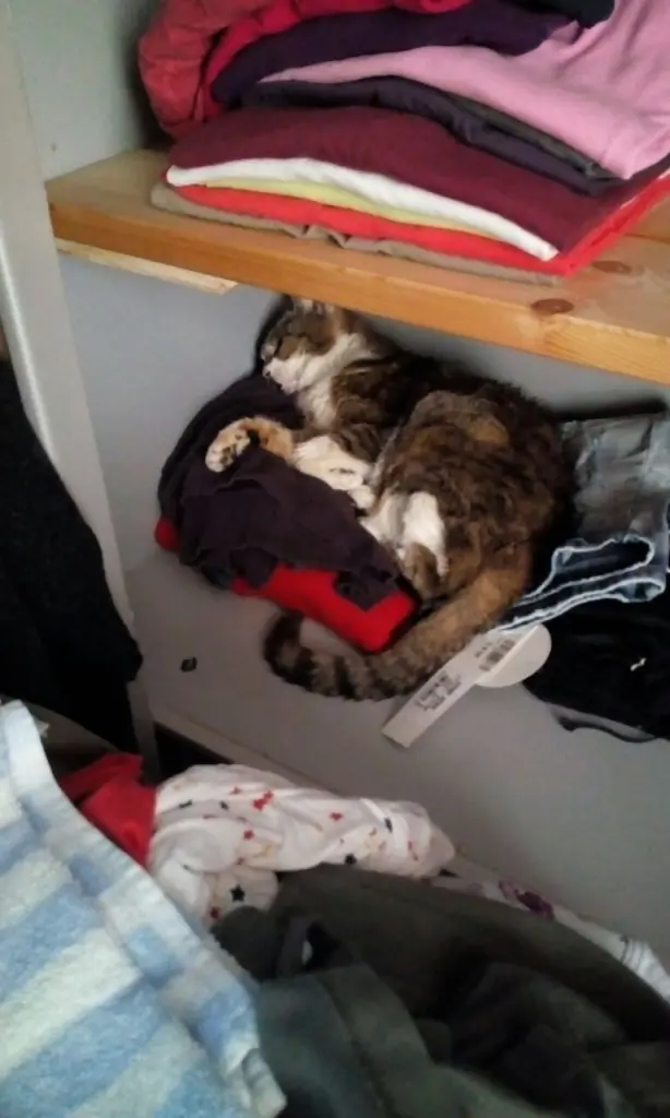 Image from (Miss) Sophie