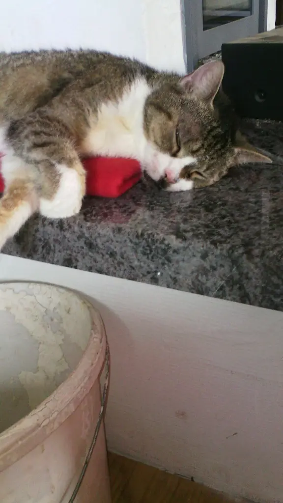 Image from (Miss) Sophie