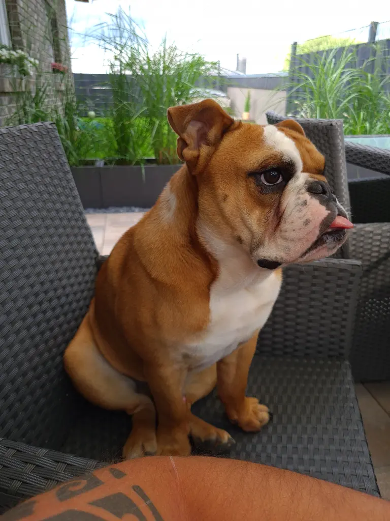 Image from Butch