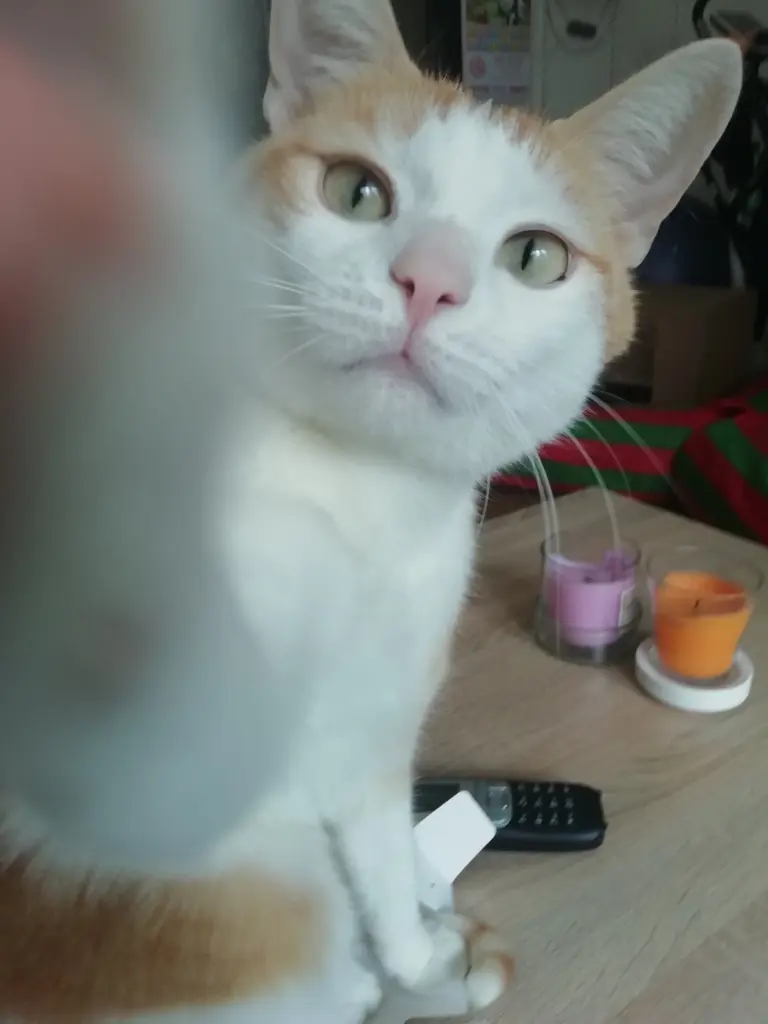 Selfie-King