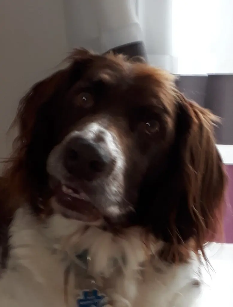 Image from Rembrandt