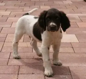 Image from Rembrandt