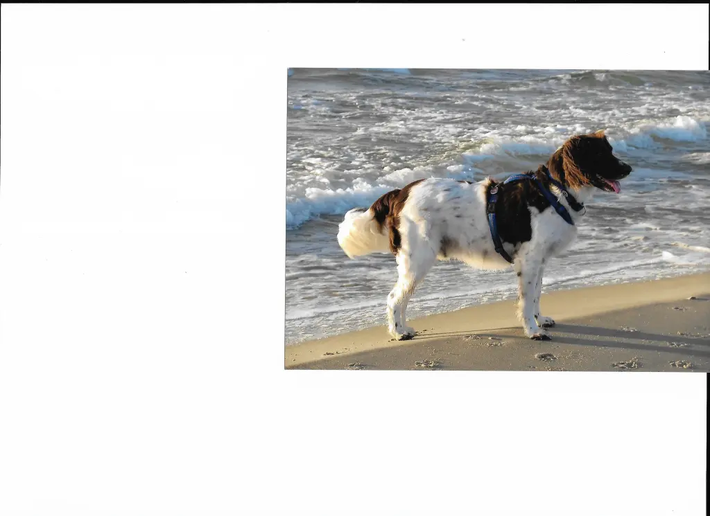 Image from Rembrandt