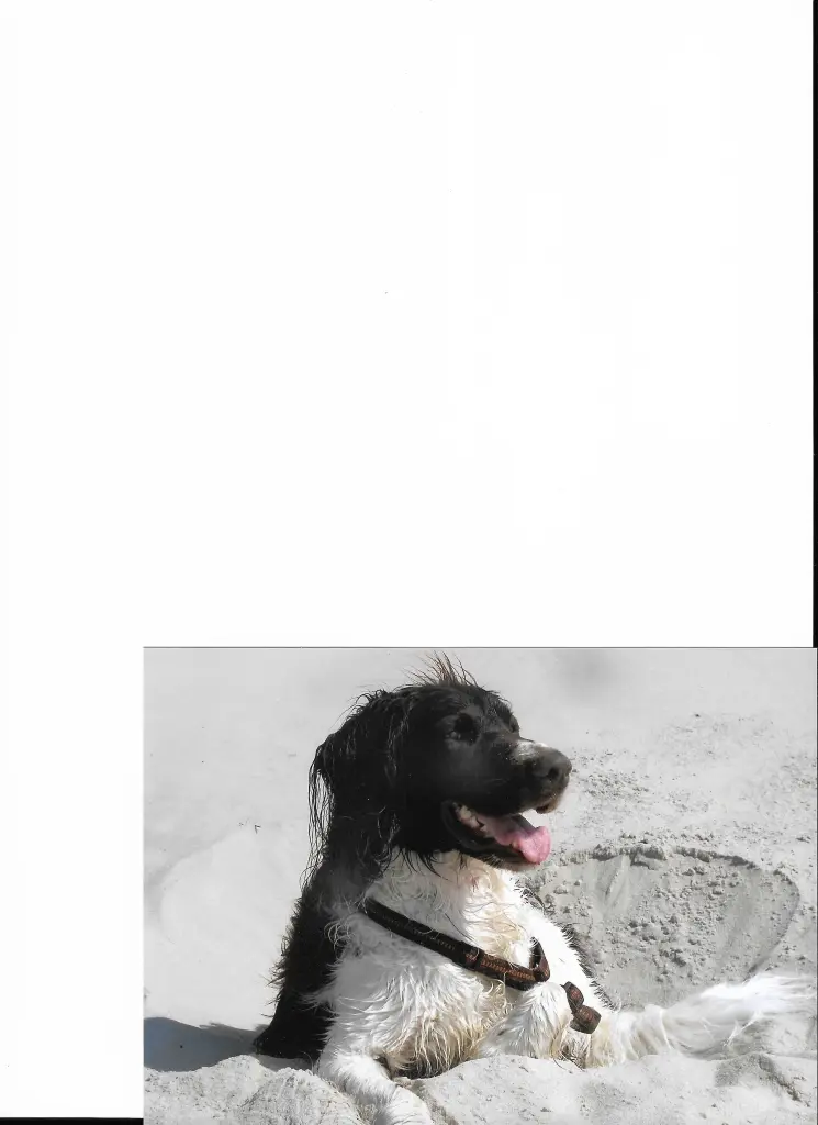 Image from Rembrandt