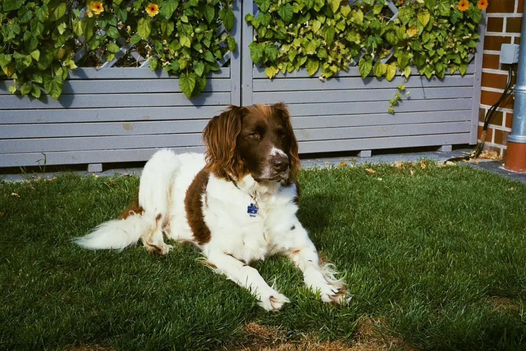 Image from Rembrandt