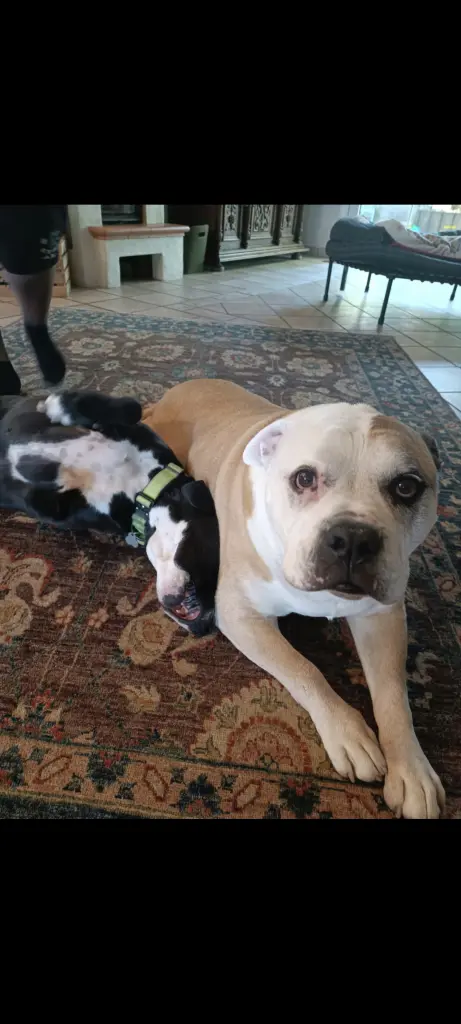 Andachtsbild von Rike