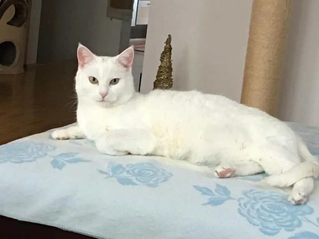 Image from Cleo
