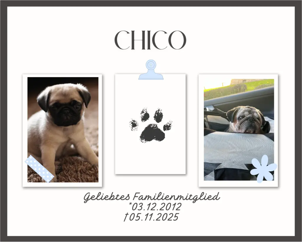 Bild von Chico