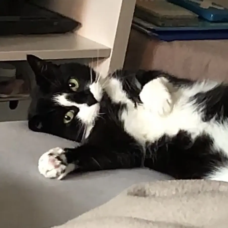 Image from Kitty