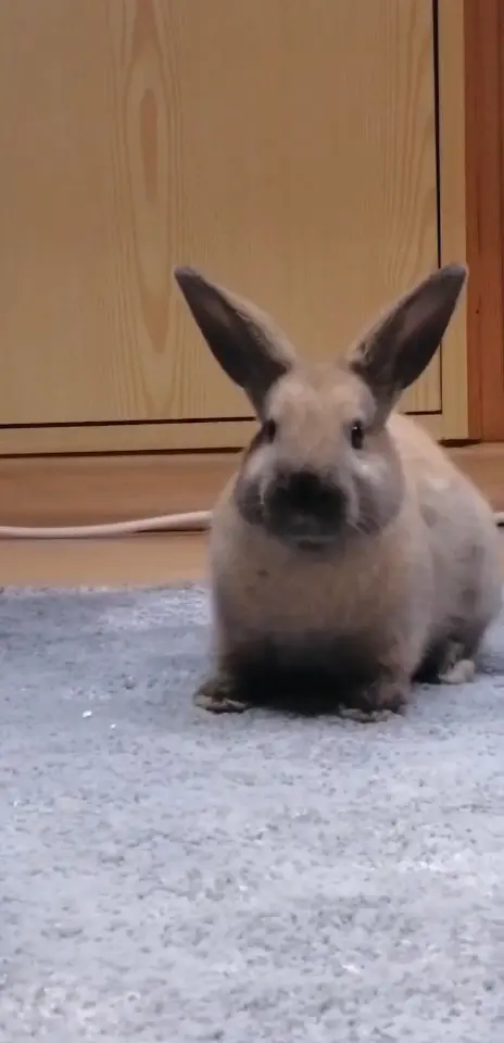 Andachtsbild von Carolina Wodo