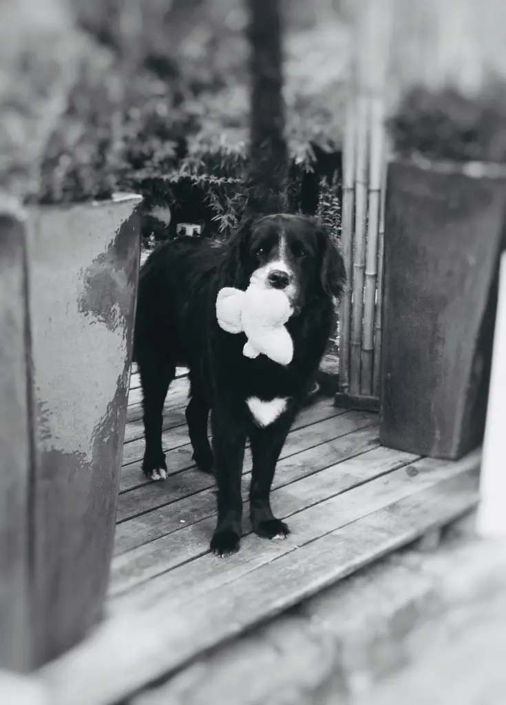 Condolence image of Dana