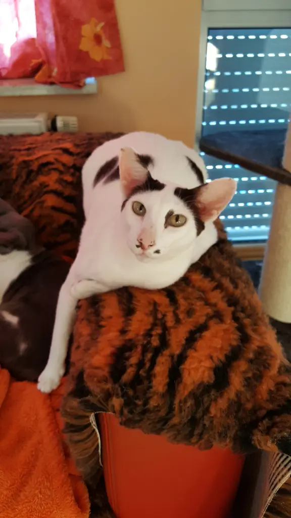 Auf der Sofalehne chillen