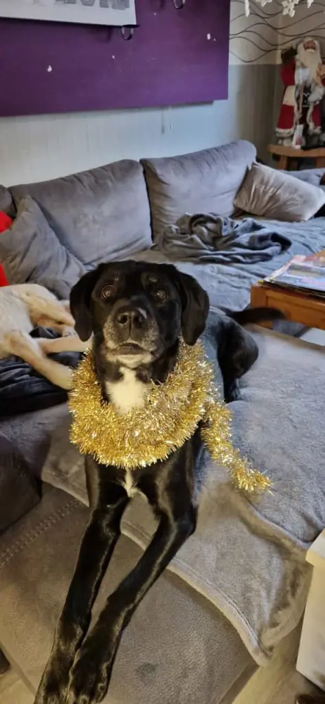 Immer fleißig beim schmücken mitgeholfen